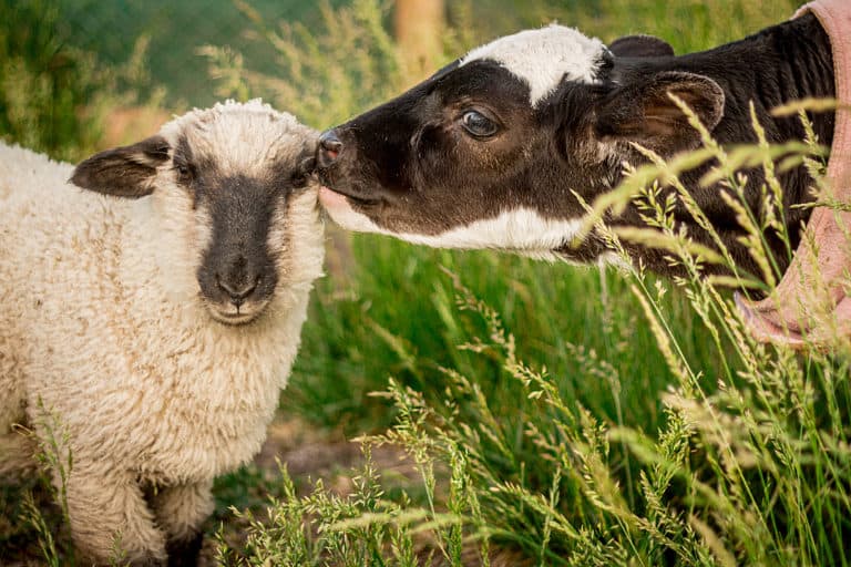 Colloque Perspectives chrétiennes sur les animaux d’élevage (75/en ligne)