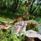 Sous les arbres, enraciner sa vie spirituelle